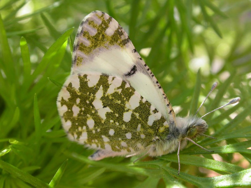 Euchloe insularis